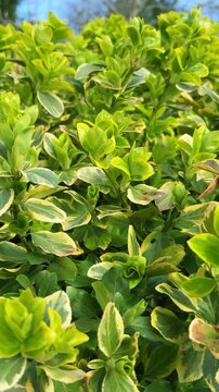 Green leaves of euonymus japonicus bush. Close up shot of vibrant spring foliage. Natural background with fresh green plants. Bright sunlight on the garden shrub. Vertical video.