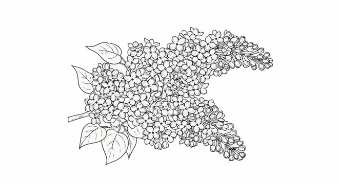Black and white sketch of a lilac flower branch with delicate leaves and many tiny blossoms