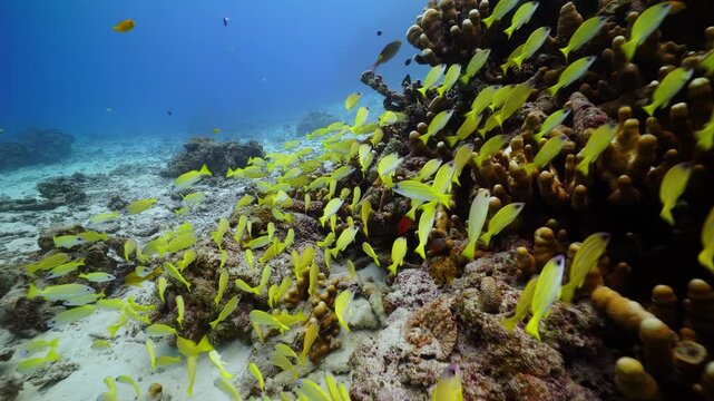 School of Yellow Snappers by Pillar Coral Reef