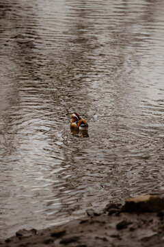 a mandaa mandarin duck is swimming on a gray autumn riverrin duck is swimming on a gray autumn river