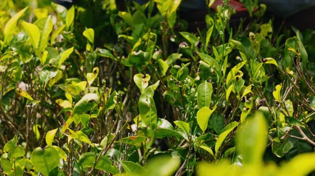 Female tea picker harvesting fresh tea leaves on a verdant plantation in Sri Lanka countryside in slow motion, woman working among lush green landscape, traditional agriculture, manual harvesting 