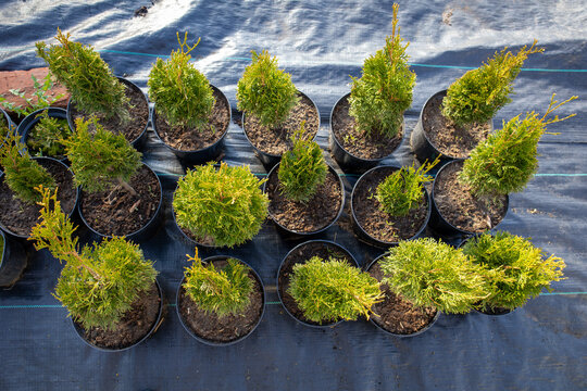 Thuja occidentalis cultivars, arborvitae plants cultivating in black plastic pots for retail sale, ready for planting on landscape projects at an outdoor garden nursery