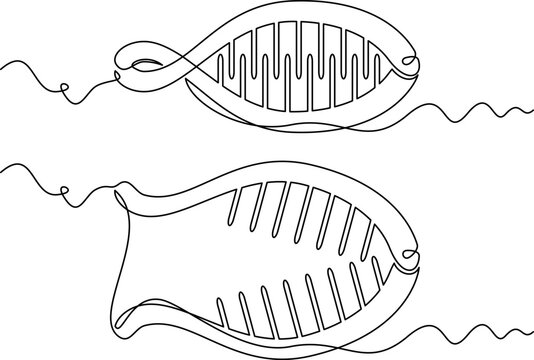 one line art Banana Clips vector illustration. line art, one continuous line, simple, hand drawn and sketch style. for icons, symbols, signs or logos. PNG