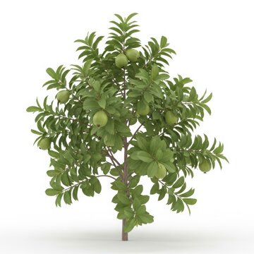 Young guava tree with green fruits and leaves tree trunk plant life tree crown fruit tree plant stem tree branches