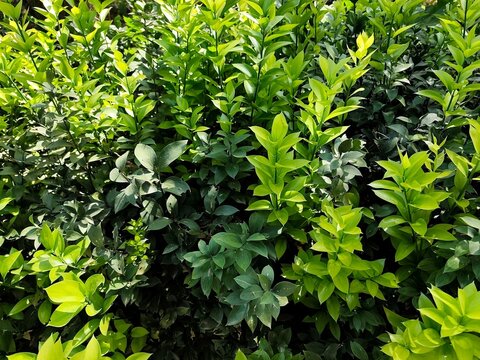 Photo of lush green Israeli Ruscus shrub foliage in sunlight; fresh spring leaves and dense natural hedge texture with vibrant green tones.