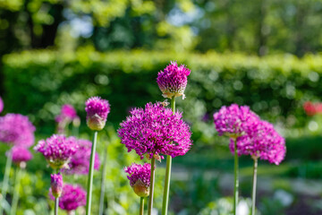 Fototapeta premium Flowers bloom in a garden under bright sunlight during springtime in a community park