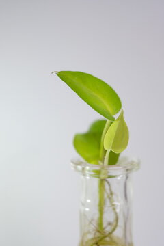 Close up of fresh green pothos plant cutting growing in a small glass water bottle against white background.