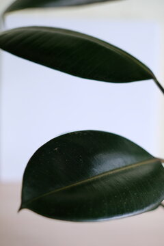 Close up of dark green rubber plant (Ficus elastica) leaves against white background.
