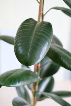Close up of dark green rubber plant (Ficus elastica) leaves against white background.