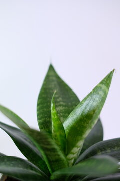 Close up of beautiful green Sansevieria snake plant leaves against white background.