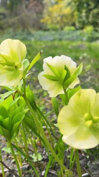 Green hellebore flowers blooming in spring garden. Natural lighting on fresh botanical background. Springtime nature scenery with blooming garden plants. Vertical video.