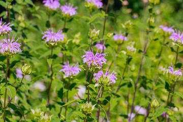 Obraz premium Wildflowers bloom in a field during sunny day in spring