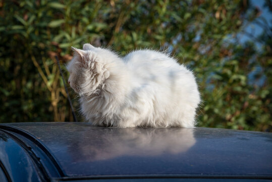 Cat sitting on top of a car, Italy car