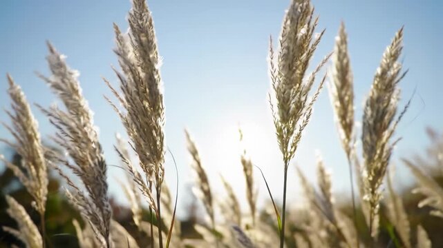 Low-angle video of white pampas grass plumes swaying in a gentle breeze during golden hour, sunburst and lens flares through translucent fibers, soft cerulean sky, creamy bokeh background. Ethereal