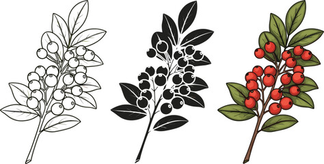 Vector illustration of berries on branches in line art, silhouette, and colored styles, showcasing nature’s details., and colored styles, showcasing nature’s details. © Creative Studio 