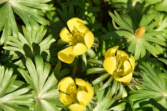 Pretty winter aconite flowers in early spring.