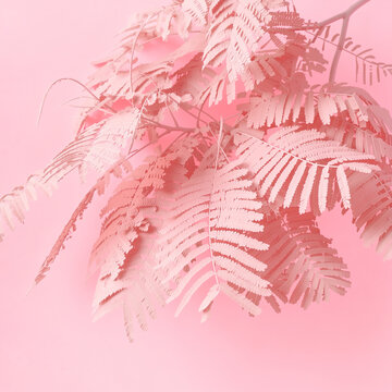 Minimalist Pastel Pink Fern Leaves on Soft Pink Background, Tropical Botanical Composition