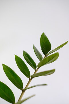 Close up of beautiful green ZZ plant (Zamioculcas zamiifolia) leaves against white background.