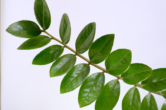 Close up of beautiful green ZZ plant (Zamioculcas zamiifolia) leaves against white background.