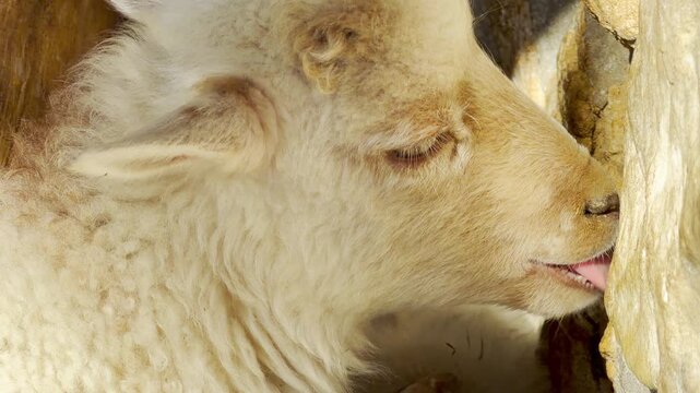 A white lamb licks a stone wall inside its sunny zoo enclosure. This curious action produces a soft rasping sound against the rock. Distant animal calls and park chatter create a low background hum.