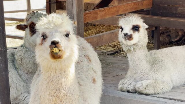 A group of fluffy white alpacas rests on a wooden floor in their bright pen. This calm scene is filled with the cheerful sound of birds chirping and a soft zoo hum.