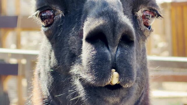 A calm black llama gazes forward in its bright outdoor pen. This quiet moment is surrounded by the lively sound of birds chirping and the general hum of the zoo.