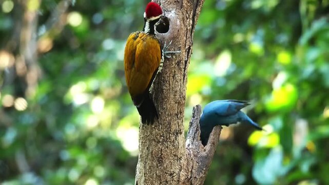 Vibrant Common Flameback woodpecker and Asian Fairy-bluebird perched together on a tree trunk in a lush green forest habitat