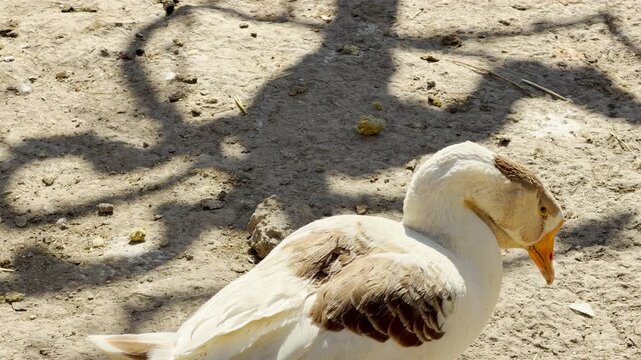 Two geese stand on dry, sandy earth under bright sunlight. They look around their enclosure, their movements creating high-pitched cackling and honking sounds.