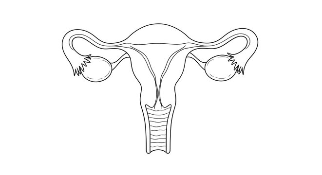 Comprehensive anatomical illustration of the human female reproductive system, detailing the uterus, ovaries, and fallopian tubes for medical education and health awareness