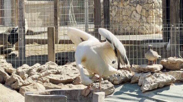 A large white pelican stretches its massive wings while preening on a stone ledge. The movement creates a soft rhythmic rustle against a backdrop of ambient zoo chatter and distant bird calls.