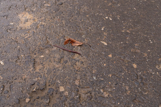 Earthworm crawling on wet asphalt after rain, urban nature scene, survival and environment concept, rainy day