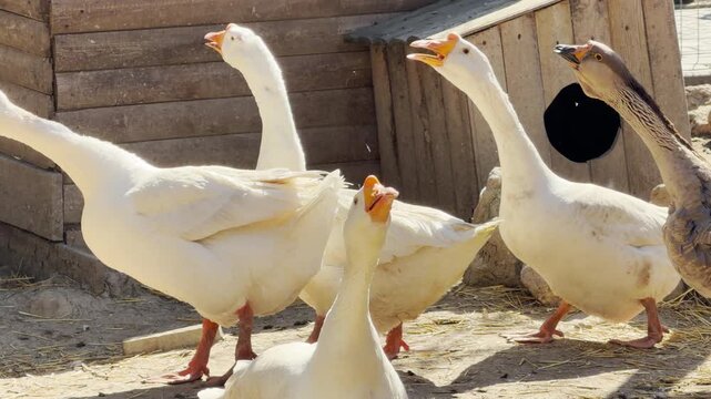 Several white and brown geese stretch their necks and open their beaks on a sunny farm. They stand near a rustic wooden shed, creating a series of loud, high-pitched cackling sounds.