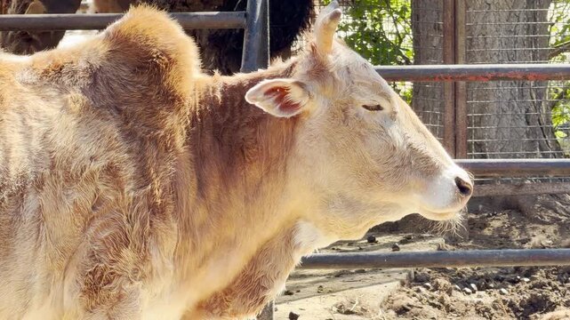 a zebu stands still in the sun. This quiet moment is met by the distant hum of zoo crowds and chirping birds. Its slow breathing creates a soft, rhythmic huff.