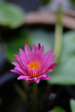 Close up of beautiful pink water lily lotus flower blooming with yellow center in the pond.