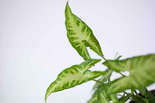 Close up of Syngonium podophyllum arrowhead vine plant leaves against white background.