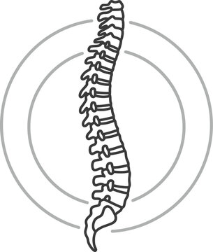 Spine anatomy vector illustration, human backbone