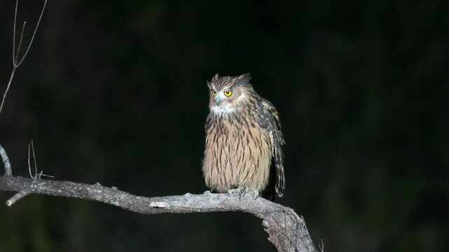 Majestic Buffy Fish Owl (Ketupa ketupu) with striking yellow eyes perched on a twisted dry branch at night against a pitch black background