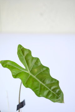 Close up of beautiful green Alocasia elephant ear plant leaf against white background.