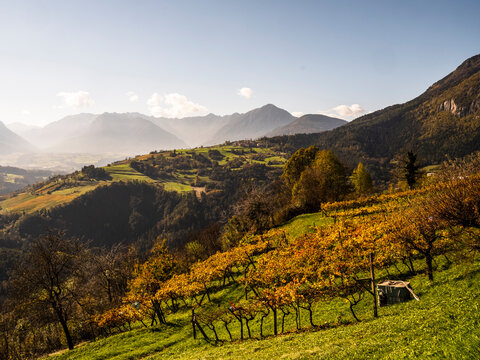 Autumn vineyards overlooking a scenic mountain valley and village, offering a tranquil tourism destination with ample copy space in Cavedago, Paganella, Trentino, Italy.