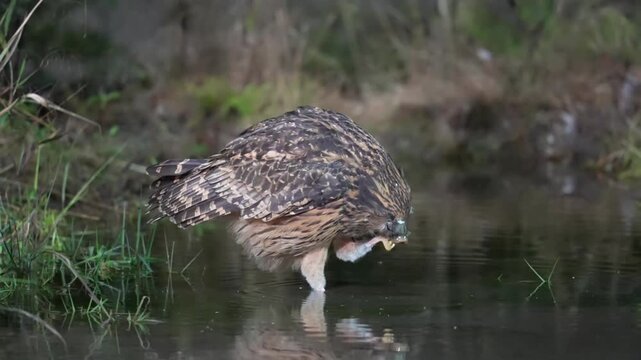 A wild Buffy Fish Owl (Ketupa ketupu) standing in shallow water holding a freshly caught fish in its beak with a clear reflection in its natural wetland habitat