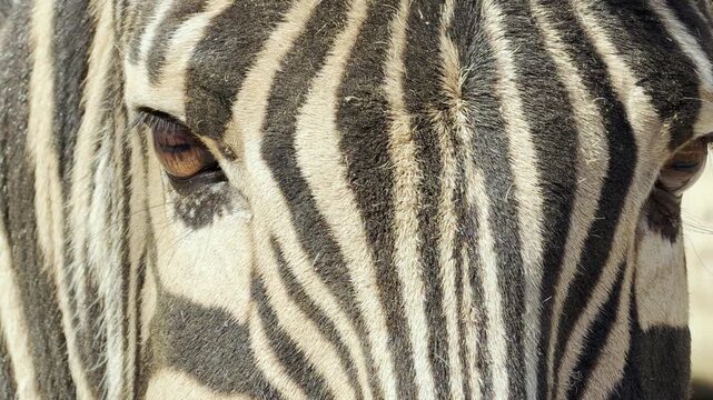 a zebra blinks its eye. This quiet movement blends with the melodic singing of birds. The soft hum of the zoo surrounds the peaceful animal.