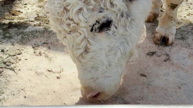 A majestic curly-haired bull bows its head to graze on the dusty ground. This action is met with the loud, echoing sounds of distant animal cries and birdsong. The zoo's lively atmosphere fills air.