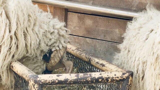 A woolly sheep eats hay from a metal feeder inside its zoo enclosure. This peaceful snacking creates a soft munching sound. Nearby birds sing and distant animals scream, filling the air with life.