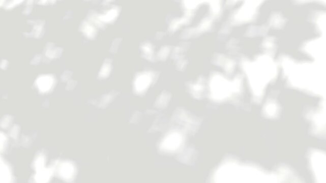 Closeup leaves gray blurred shadow motion on white backgrounds video rendering 4k