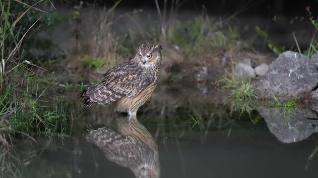 A wild majestic Buffy Fish Owl (Ketupa ketupu) standing in shallow water staring directly at camera with a perfect clear reflection in its natural wetland habitat at night