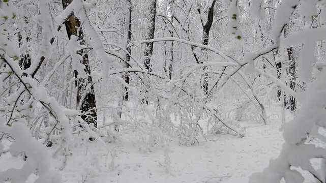 Snow in the spring forest. Sudden snowfall in spring. Changeable weather. Sharp cold snap. Changing of the climate.