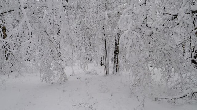 Snow in the spring forest. Sudden snowfall in spring. Changeable weather. Sharp cold snap. Changing of the climate.