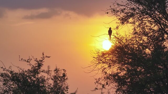 Parakeet silhouette perched on acacia tree branch against golden sunset sky with orange and pink gradient clouds. Slow drone shot captures the bird's long tail profile framed by bare branches.