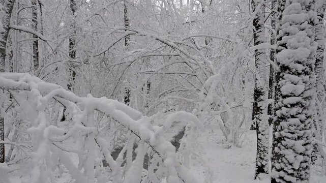 Snow in the spring forest. Sudden snowfall in spring. Changeable weather. Sharp cold snap. Changing of the climate.