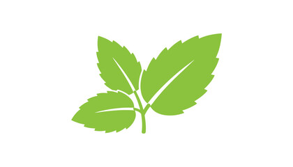 Green mint leaves branch herb plant © AmenaStock